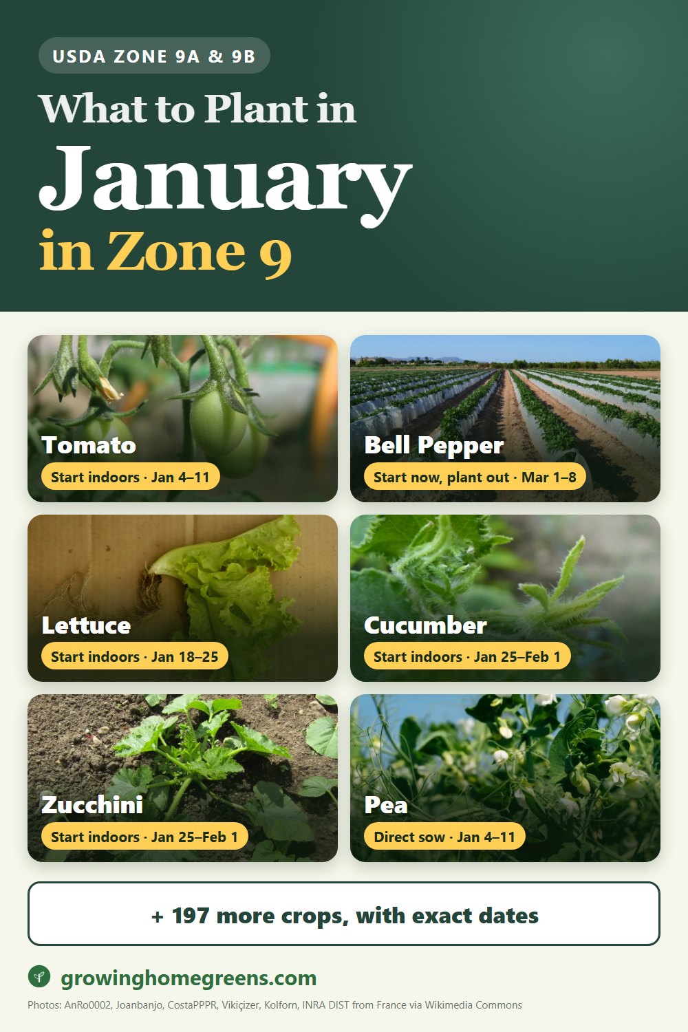 What to plant in January in zone 9: tomato, bell pepper, lettuce, cucumber and more