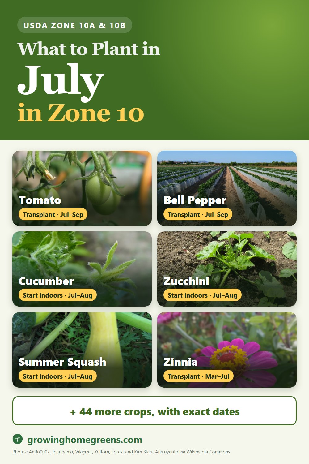 What to plant in July in zone 10: tomato, bell pepper, cucumber, zucchini and more