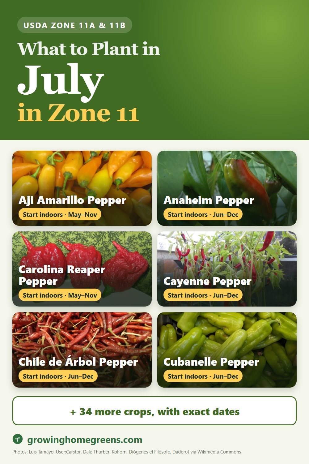 What to plant in July in zone 11: aji amarillo pepper, Anaheim pepper (New Mexico, Hatch), Carolina Reaper pepper, cayenne pepper and more