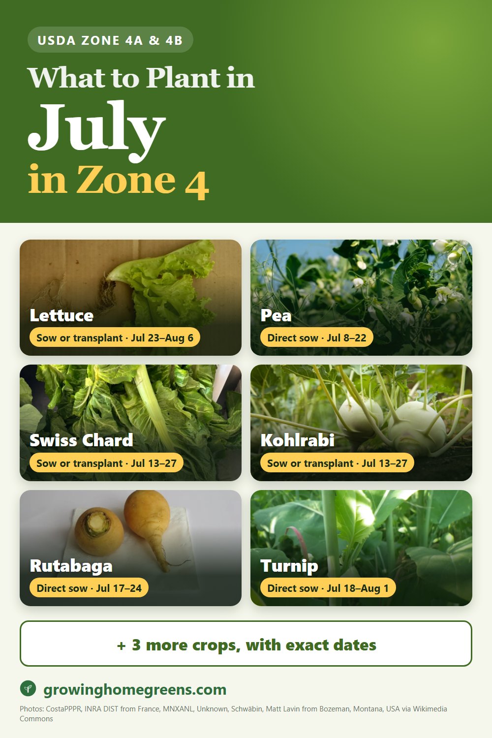 What to plant in July in zone 4: lettuce, pea, Swiss chard, kohlrabi and more
