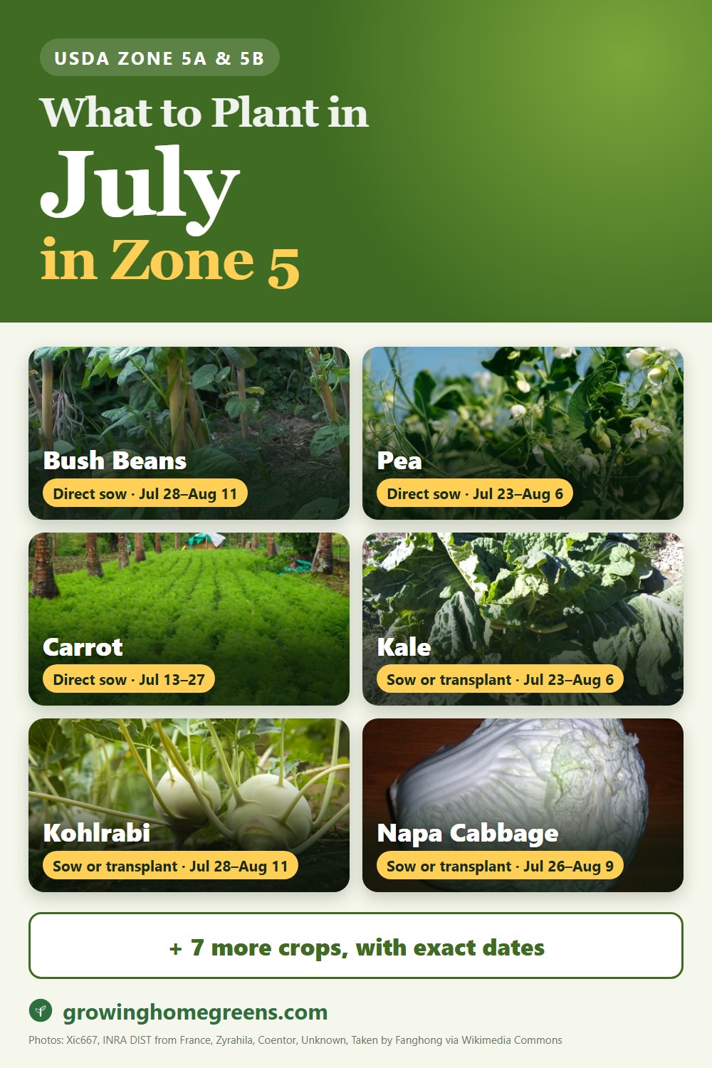 What to plant in July in zone 5: bush beans, pea, carrot, kale and more