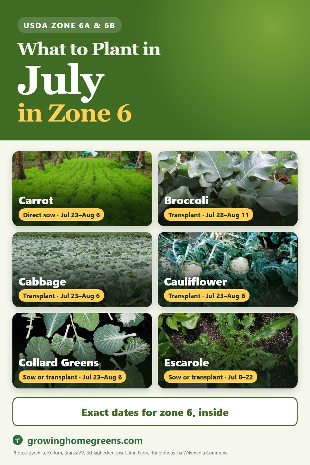 What to plant in July in zone 6: carrot, broccoli, cabbage, cauliflower and more