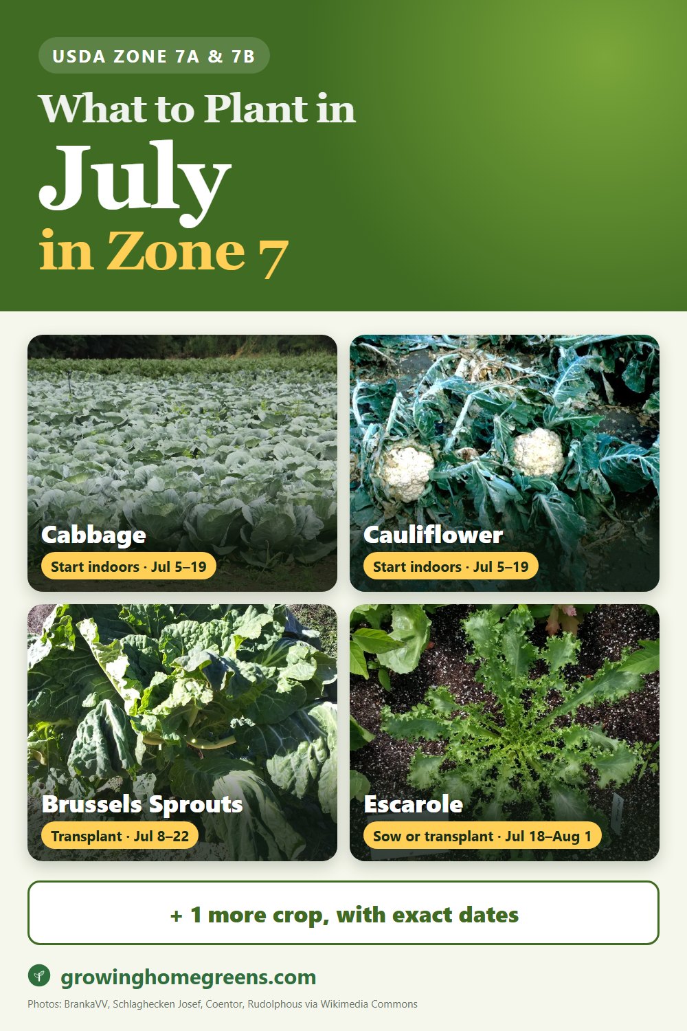 What to plant in July in zone 7: cabbage, cauliflower, Brussels sprouts, escarole (endive) and more