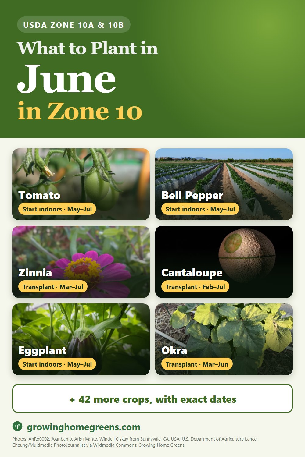 What to plant in June in zone 10: tomato, bell pepper, zinnia, cantaloupe and more