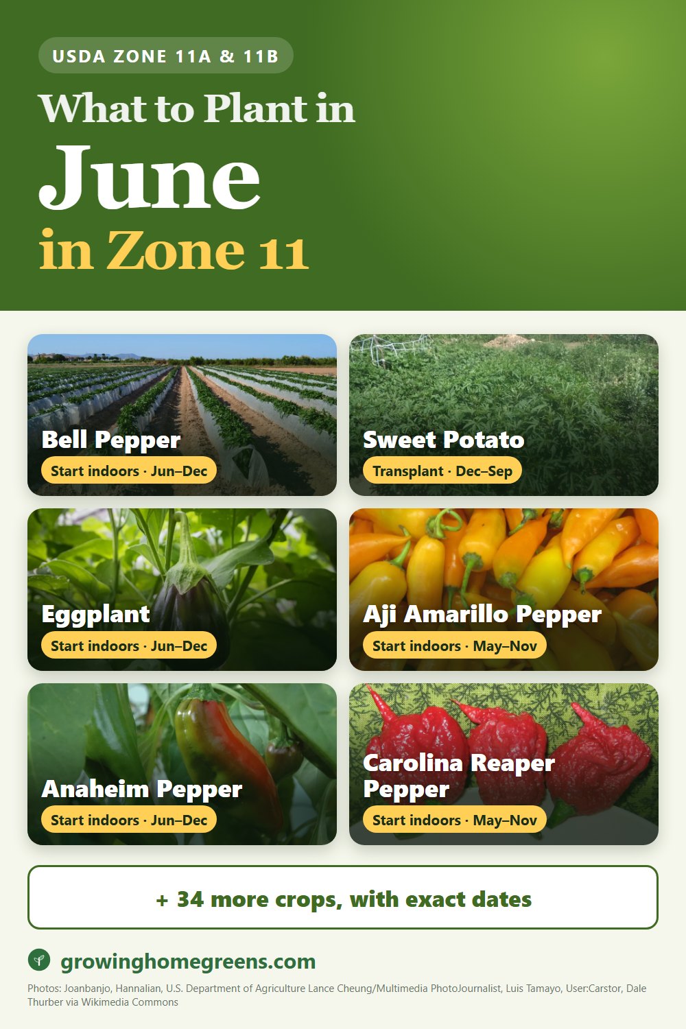 What to plant in June in zone 11: bell pepper, sweet potato, eggplant, aji amarillo pepper and more