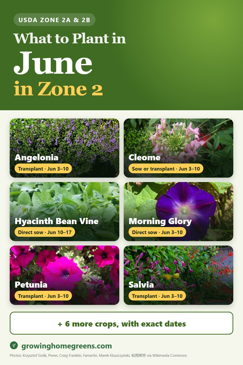 What to plant in June in zone 2: angelonia (summer snapdragon), cleome (spider flower), hyacinth bean vine, morning glory and more