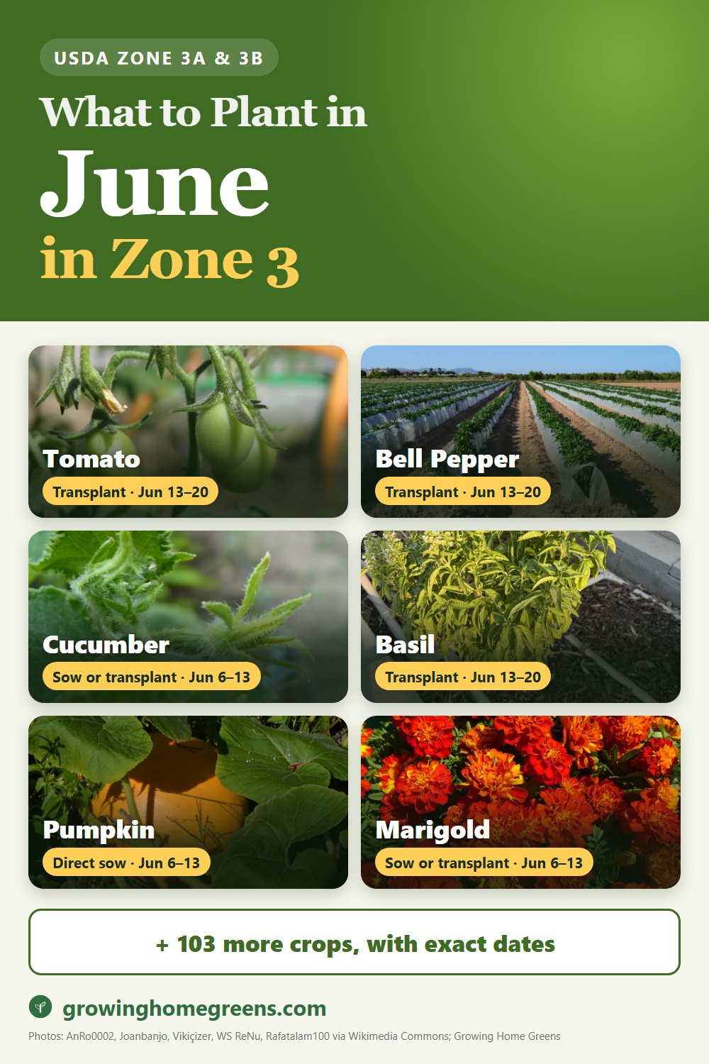 What to plant in June in zone 3: tomato, bell pepper, cucumber, basil and more