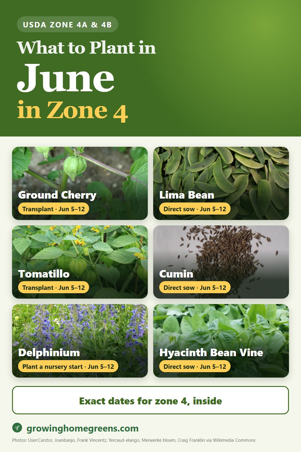 What to plant in June in zone 4: ground cherry (husk cherry), lima bean, tomatillo, cumin and more