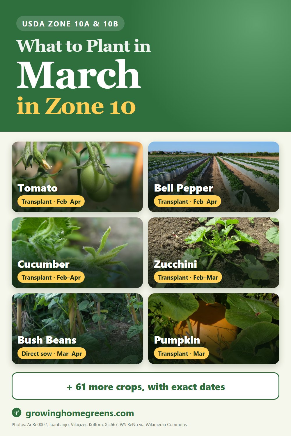 What to plant in March in zone 10: tomato, bell pepper, cucumber, zucchini and more
