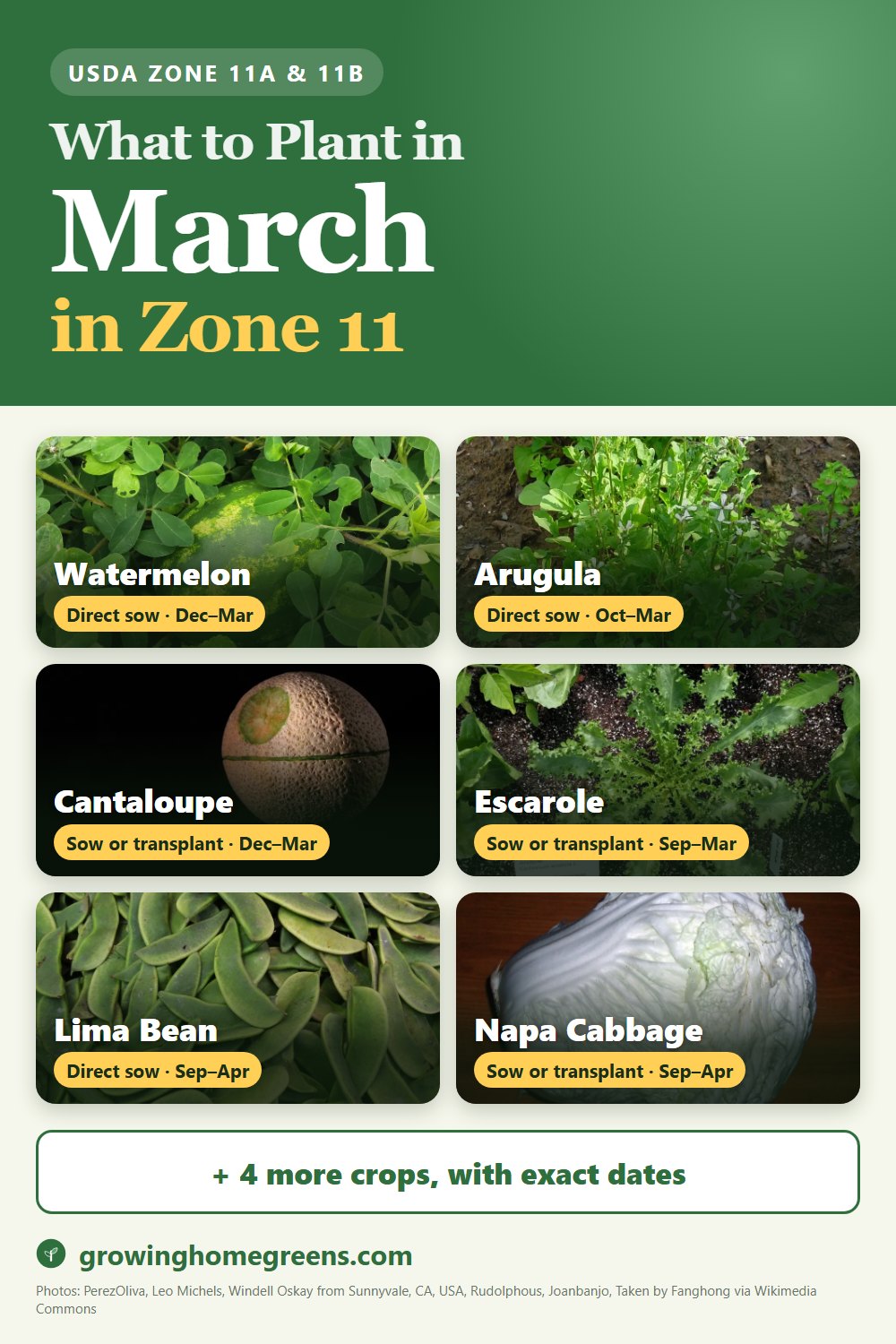 What to plant in March in zone 11: watermelon, arugula, cantaloupe, escarole (endive) and more
