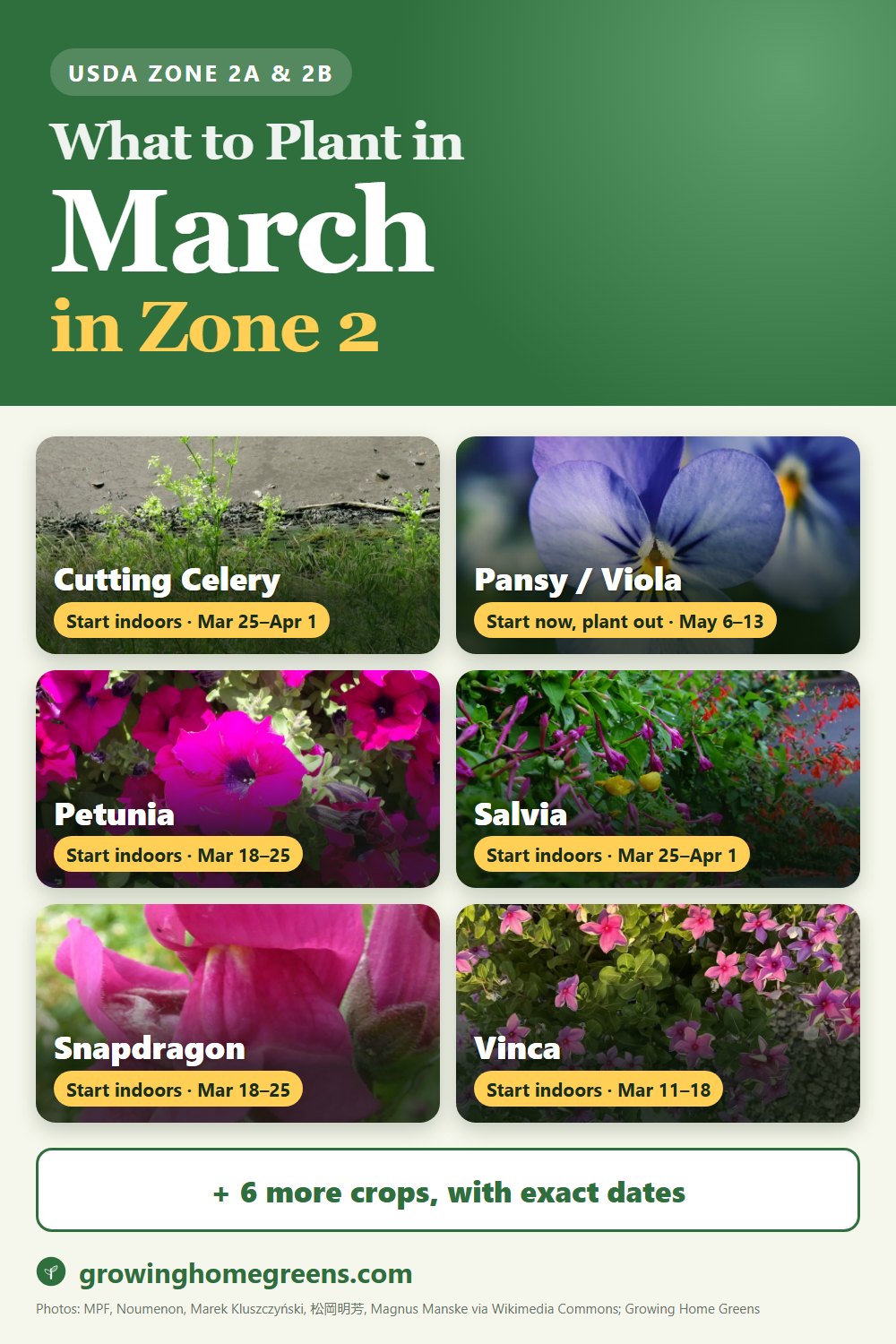What to plant in March in zone 2: cutting celery (leaf celery), pansy / viola, petunia, salvia (scarlet sage) and more