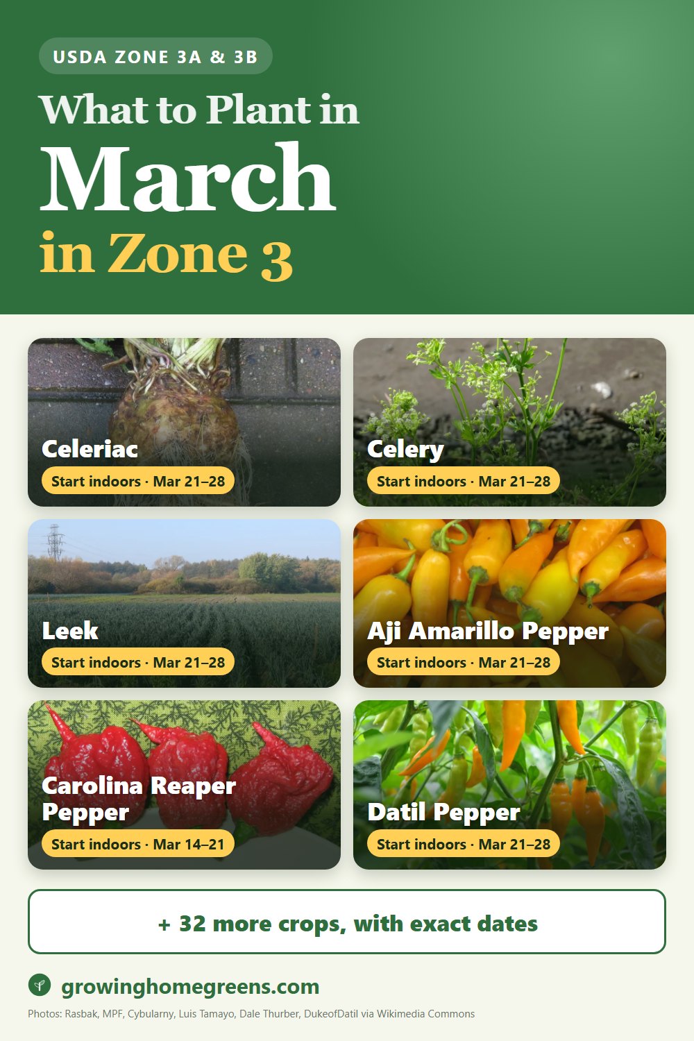 What to plant in March in zone 3: celeriac (celery root), celery, leek, aji amarillo pepper and more