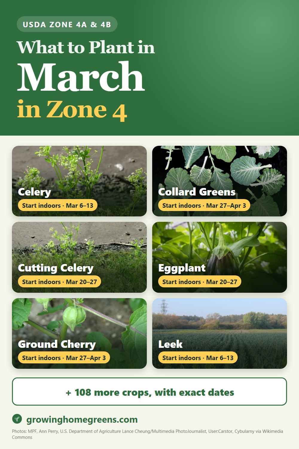 What to plant in March in zone 4: celery, collard greens, cutting celery (leaf celery), eggplant and more