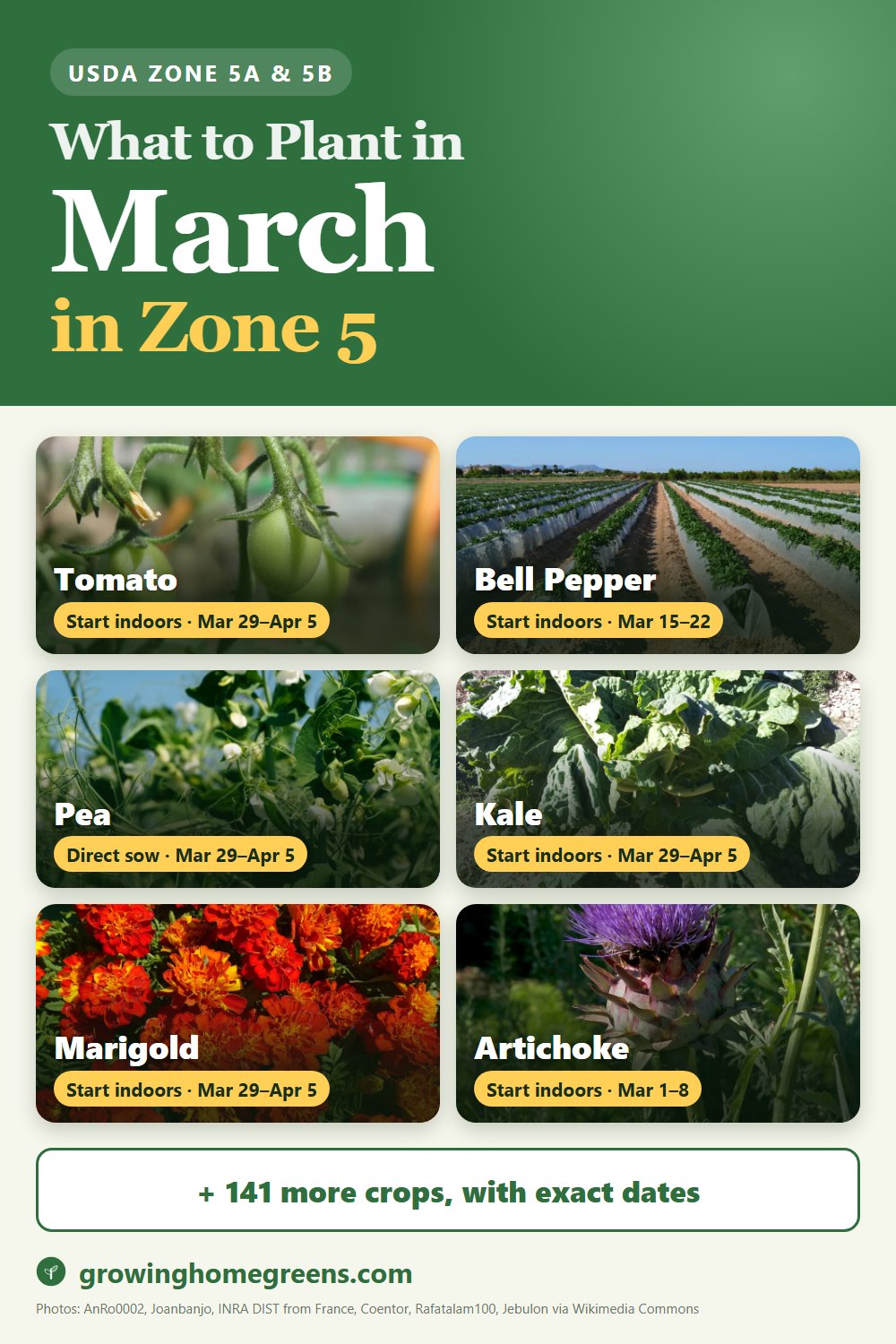 What to plant in March in zone 5: tomato, bell pepper, pea, kale and more