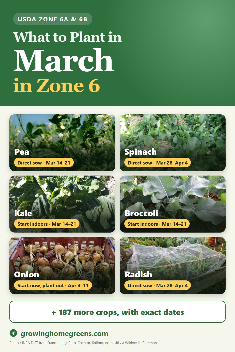What to plant in March in zone 6: pea, spinach, kale, broccoli and more