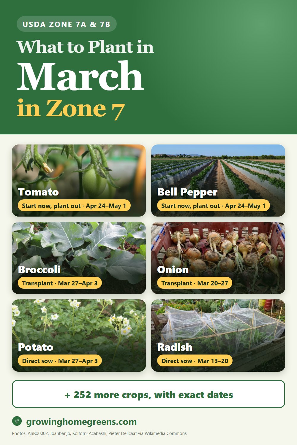 What to plant in March in zone 7: tomato, bell pepper, broccoli, onion and more