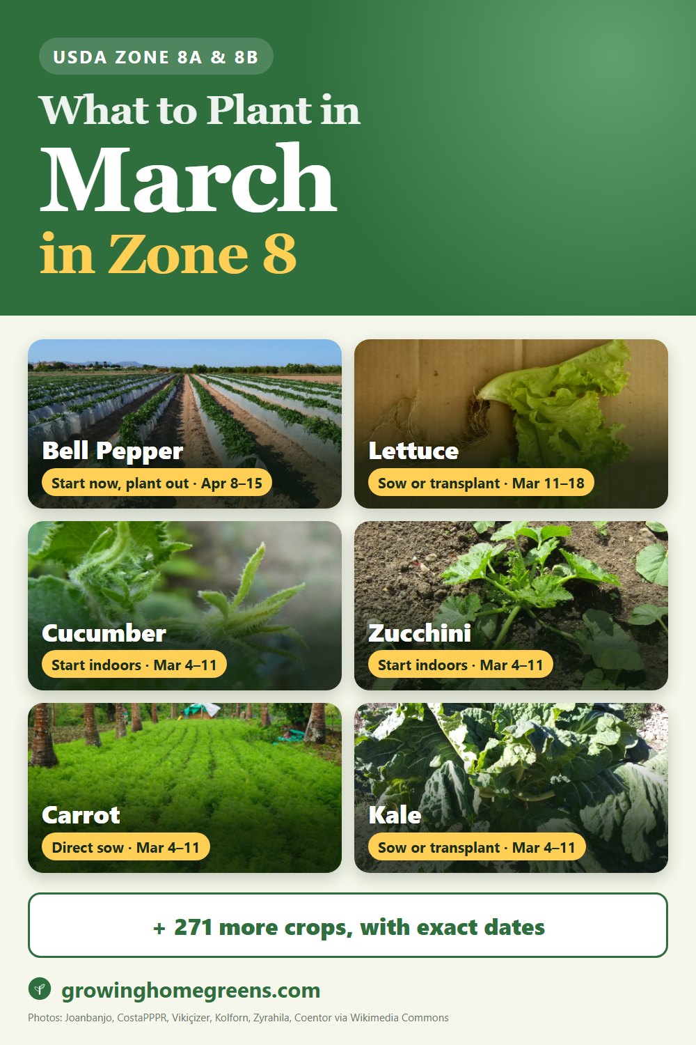 What to plant in March in zone 8: bell pepper, lettuce, cucumber, zucchini and more