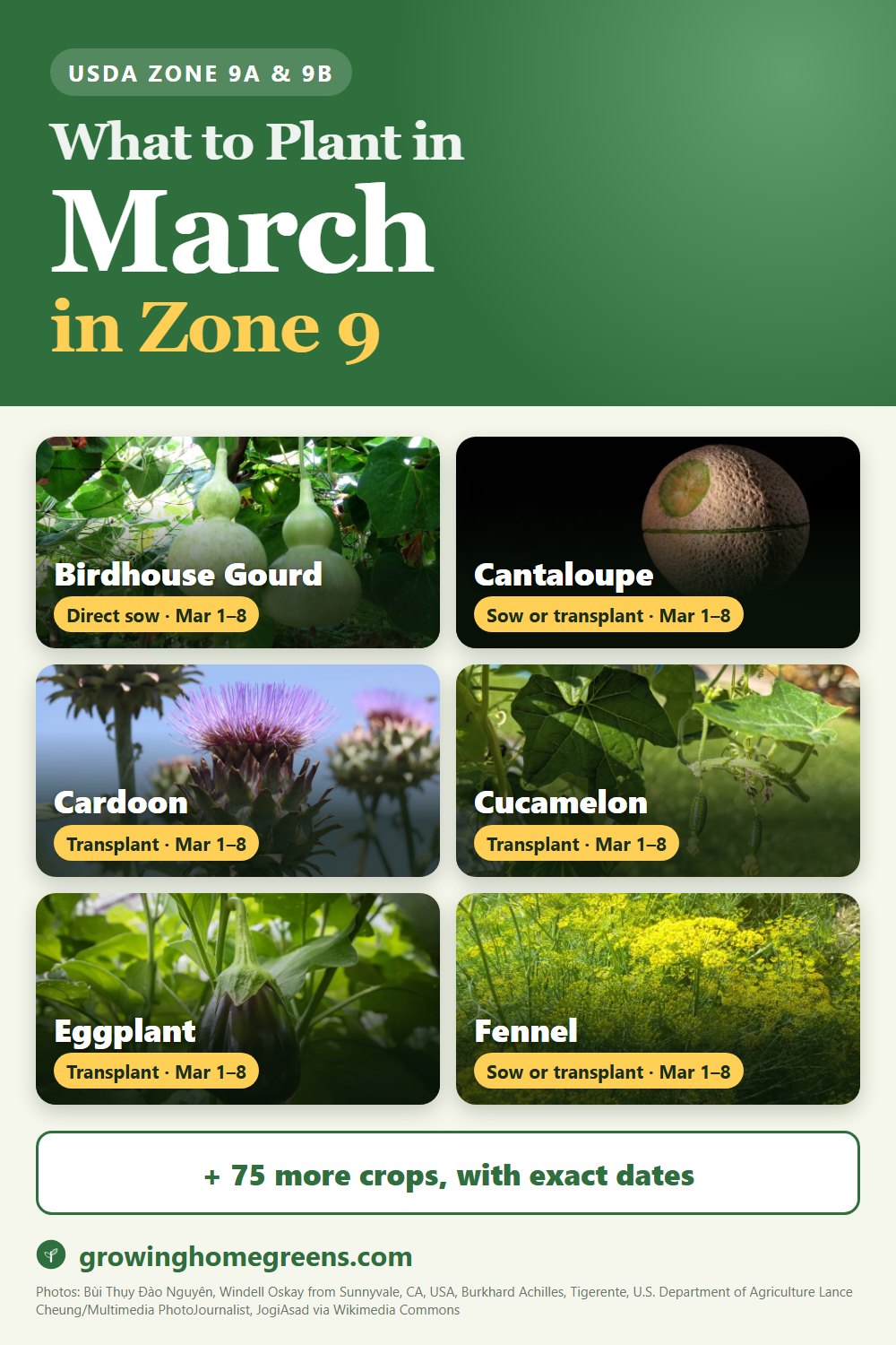 What to plant in March in zone 9: birdhouse gourd, cantaloupe, cardoon, cucamelon and more