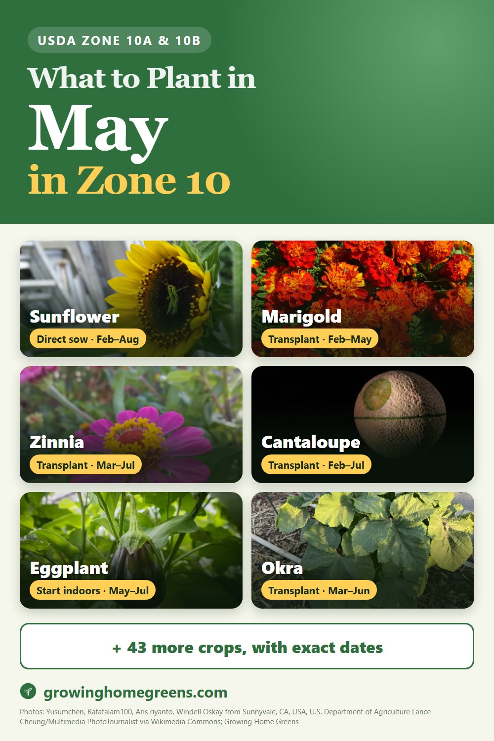 What to plant in May in zone 10: sunflower, marigold, zinnia, cantaloupe and more