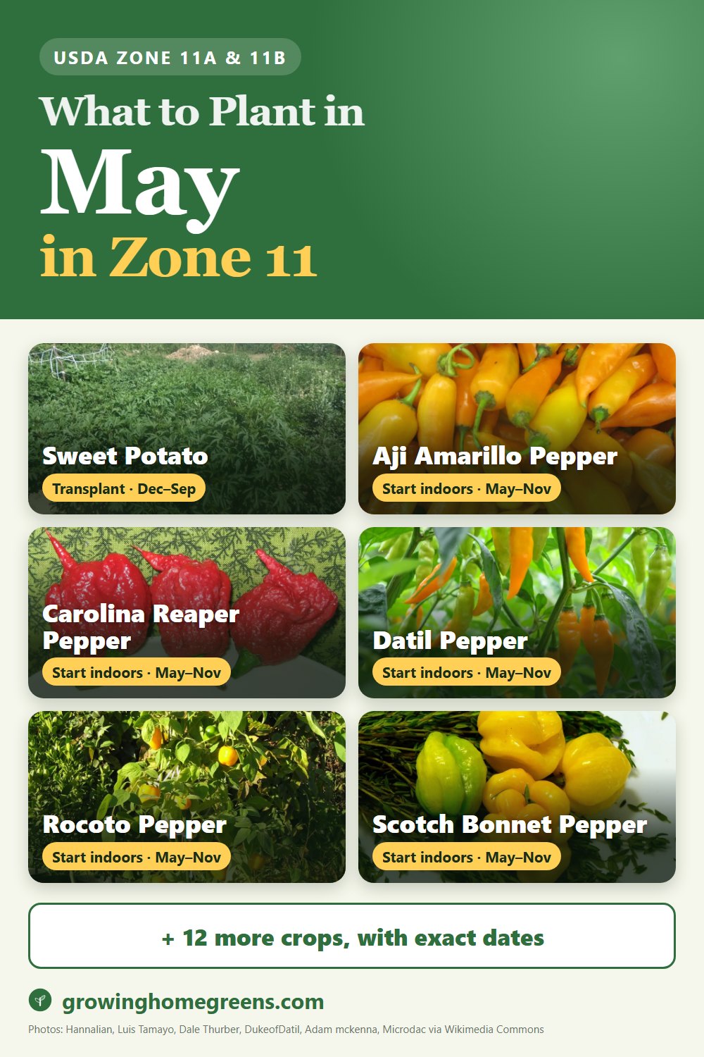 What to plant in May in zone 11: sweet potato, aji amarillo pepper, Carolina Reaper pepper, datil pepper and more