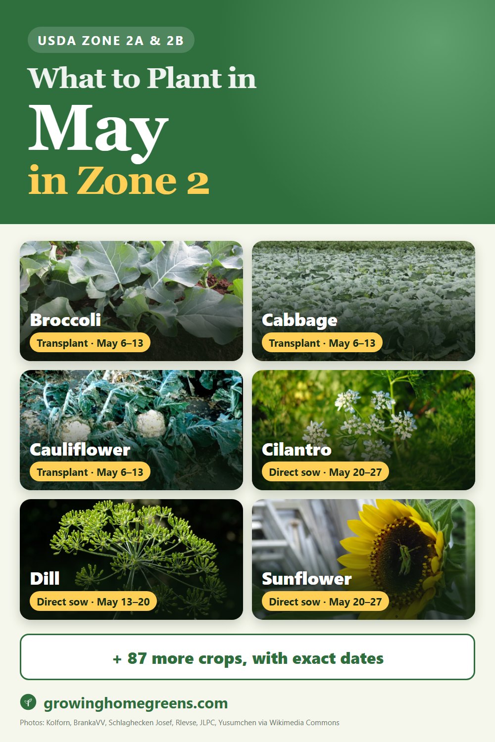 What to plant in May in zone 2: broccoli, cabbage, cauliflower, cilantro and more