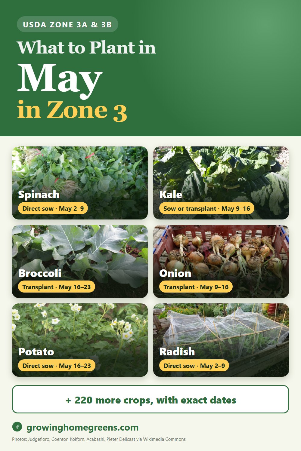 What to plant in May in zone 3: spinach, kale, broccoli, onion and more
