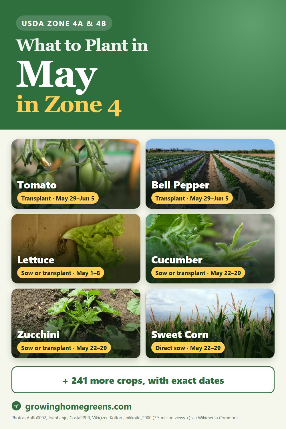 What to plant in May in zone 4: tomato, bell pepper, lettuce, cucumber and more