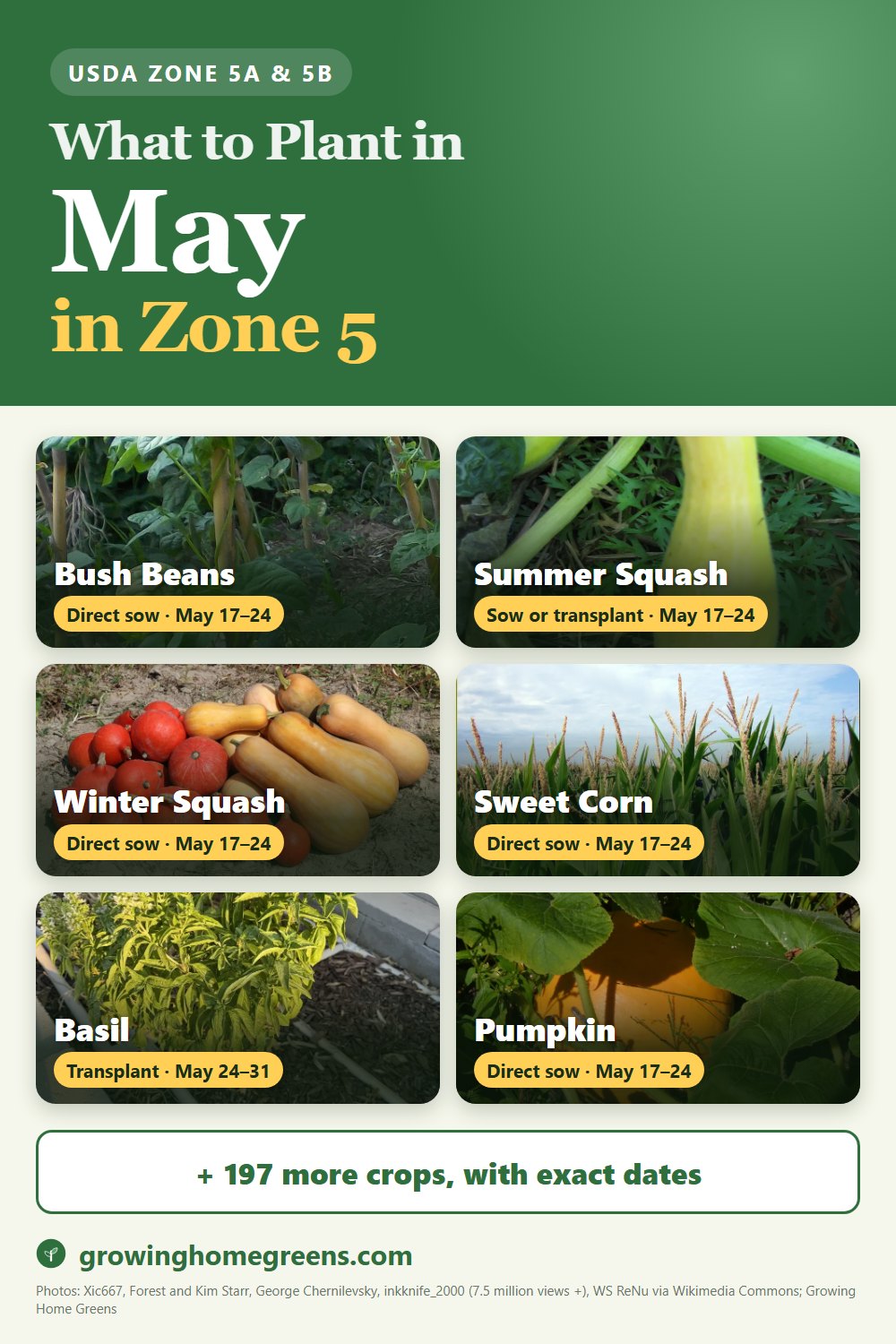 What to plant in May in zone 5: bush beans, summer squash (yellow), winter squash, sweet corn and more