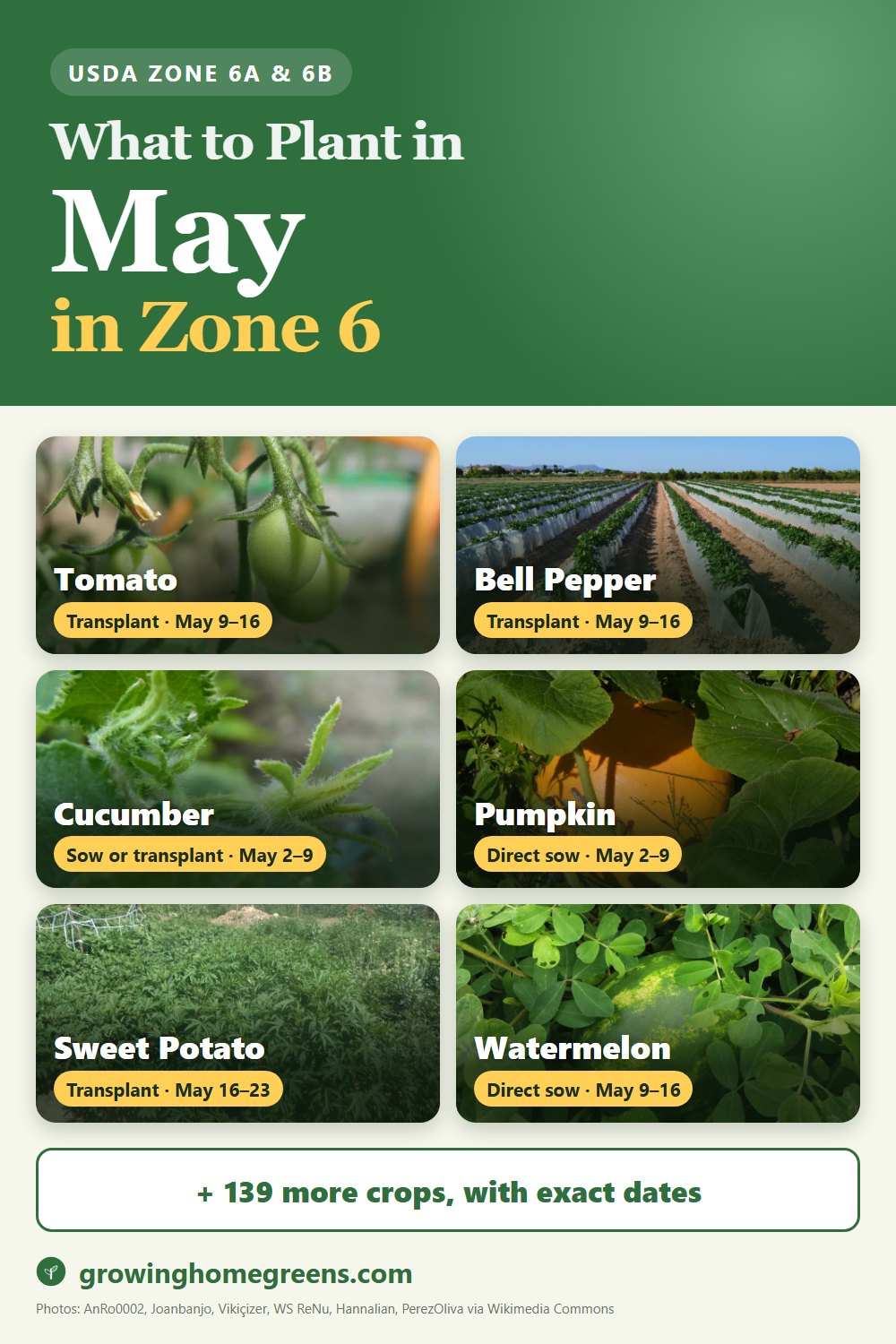 What to plant in May in zone 6: tomato, bell pepper, cucumber, pumpkin and more