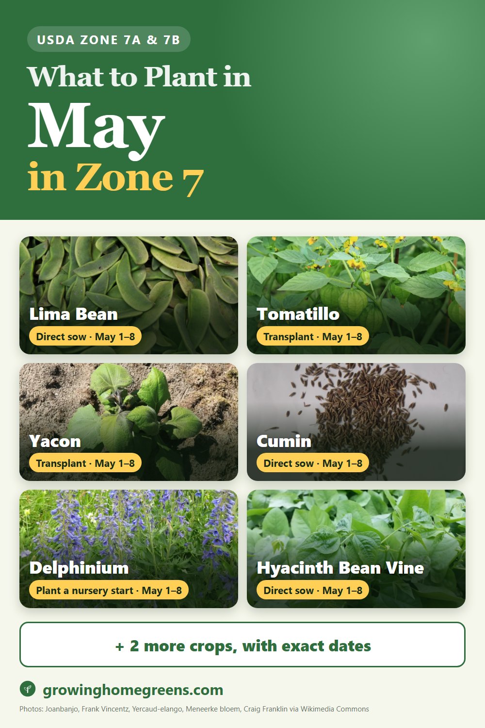What to plant in May in zone 7: lima bean, tomatillo, yacon, cumin and more