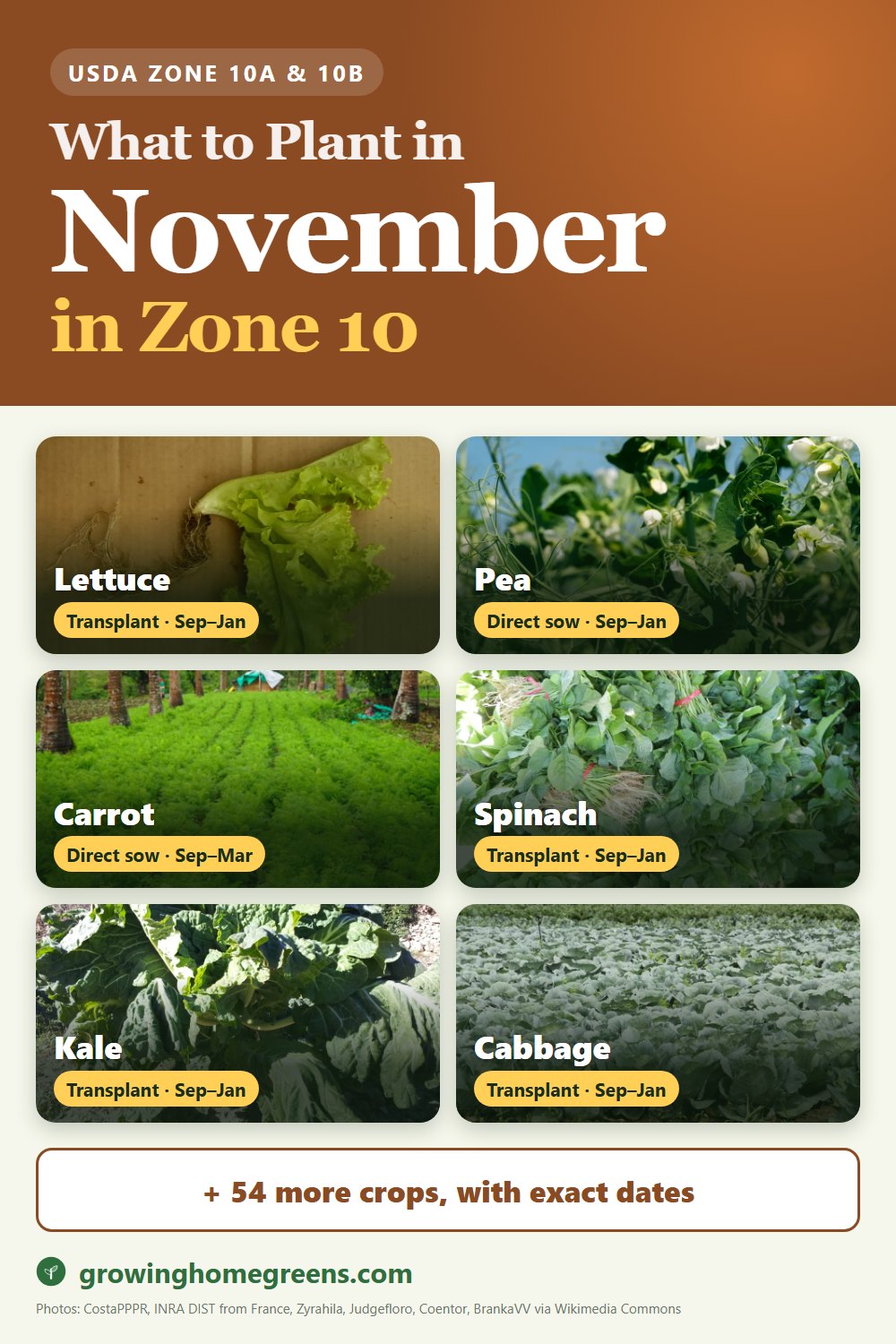 What to plant in November in zone 10: lettuce, pea, carrot, spinach and more