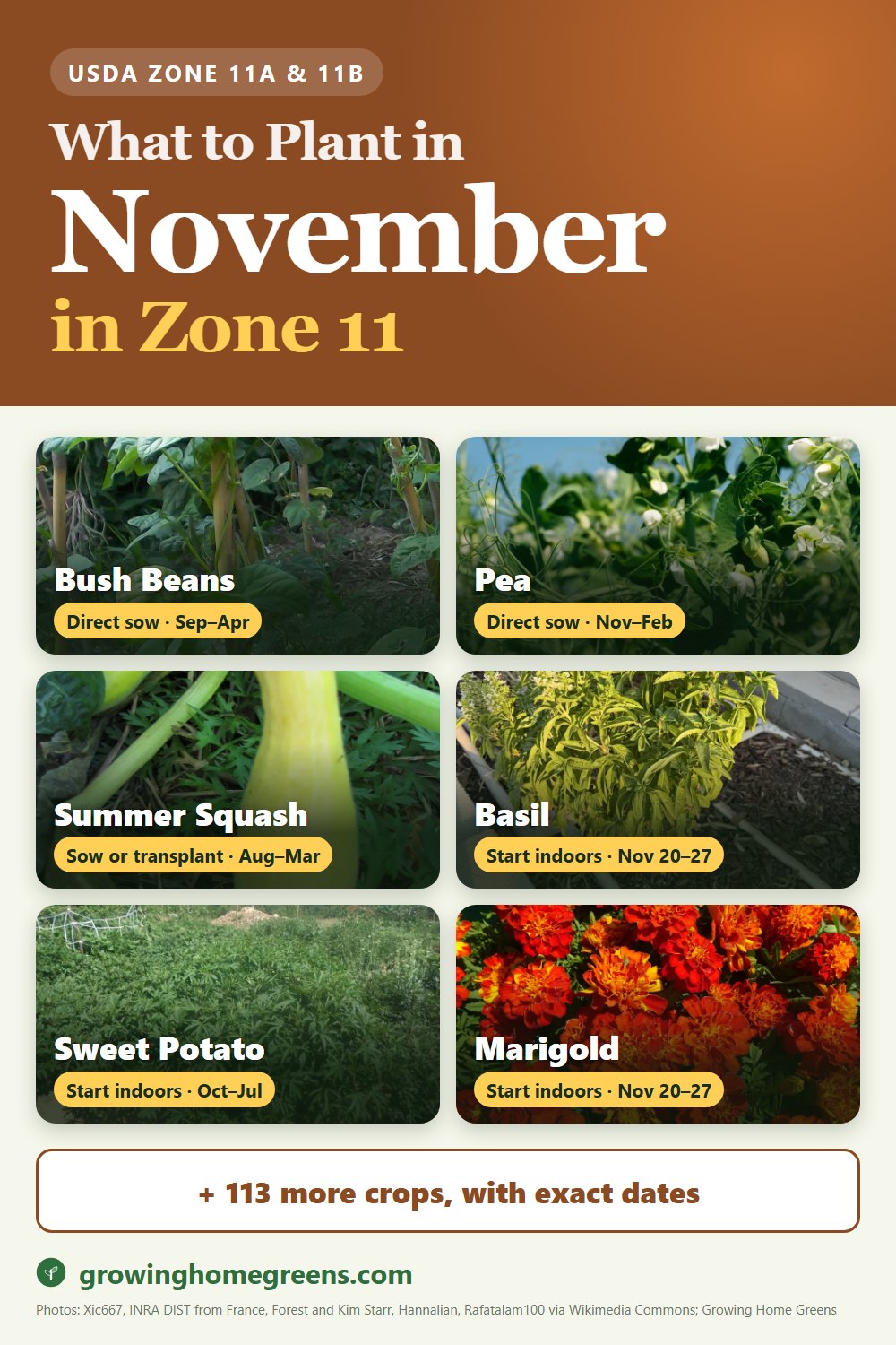 What to plant in November in zone 11: bush beans, pea, summer squash (yellow), basil and more