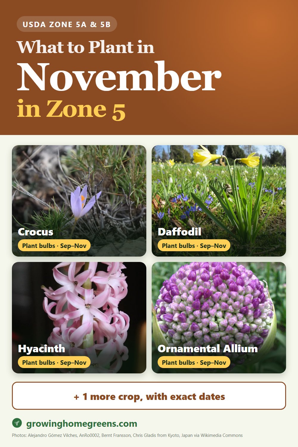 What to plant in November in zone 5: crocus, daffodil (narcissus), hyacinth, ornamental allium and more
