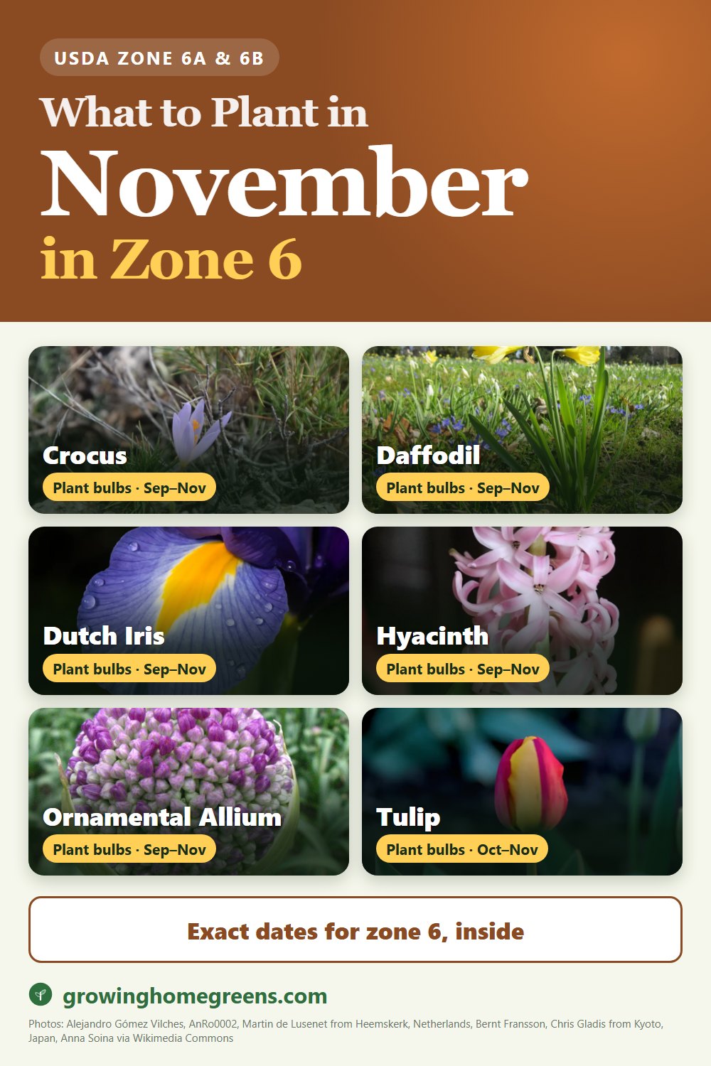 What to plant in November in zone 6: crocus, daffodil (narcissus), Dutch iris, hyacinth and more