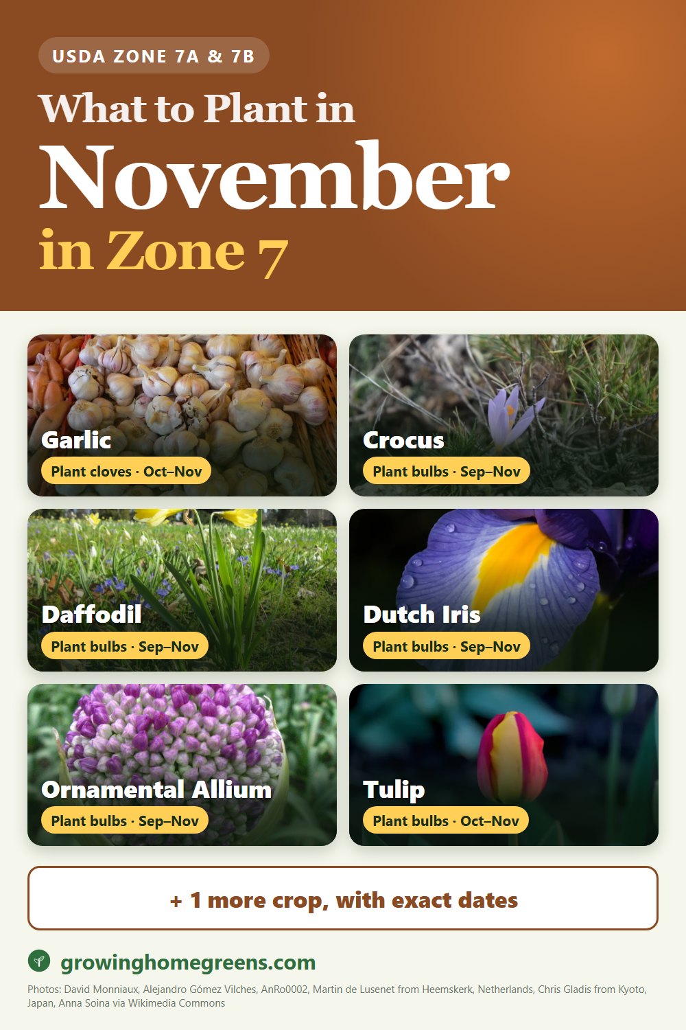 What to plant in November in zone 7: garlic, crocus, daffodil (narcissus), Dutch iris and more