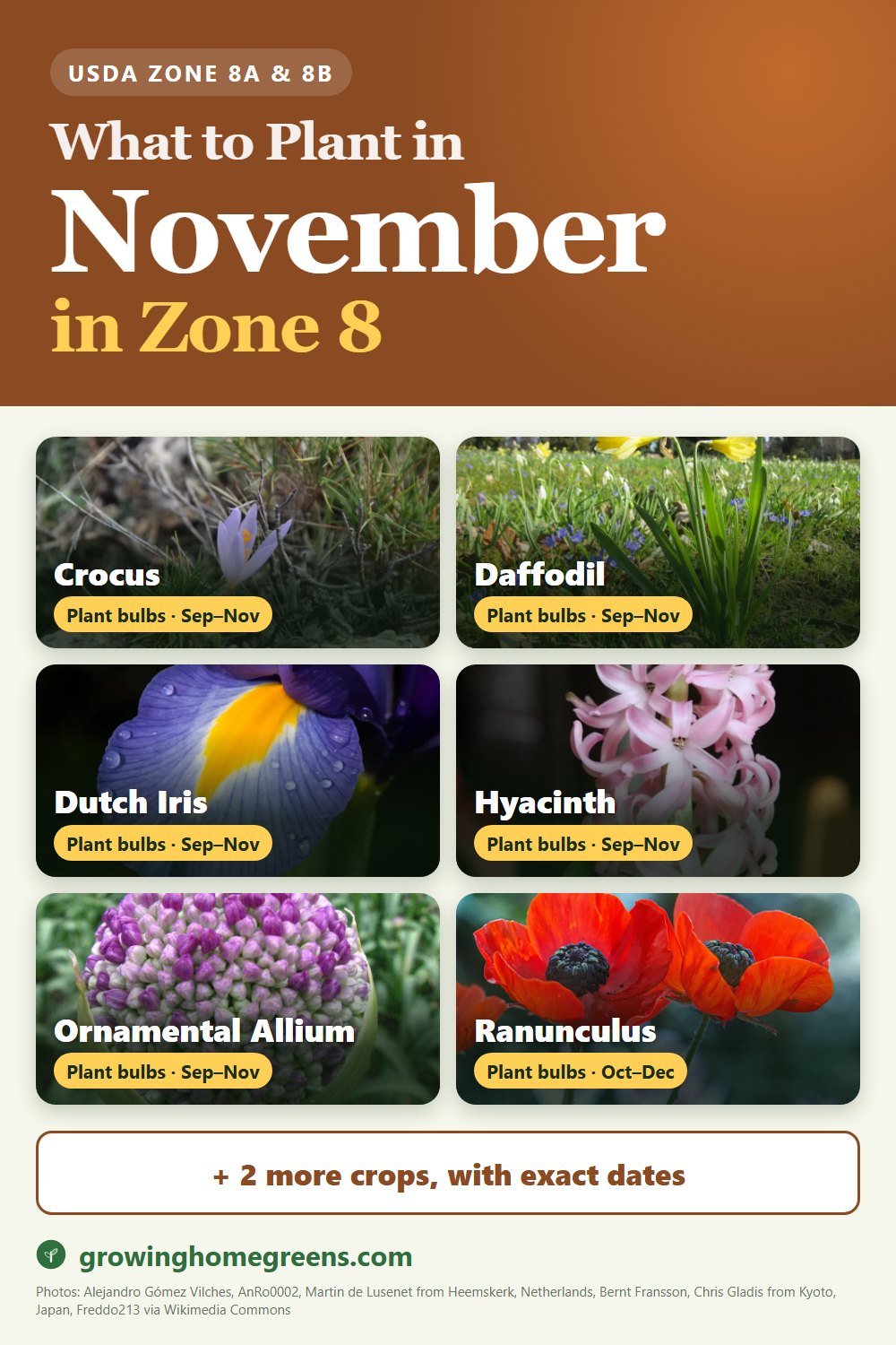 What to plant in November in zone 8: crocus, daffodil (narcissus), Dutch iris, hyacinth and more