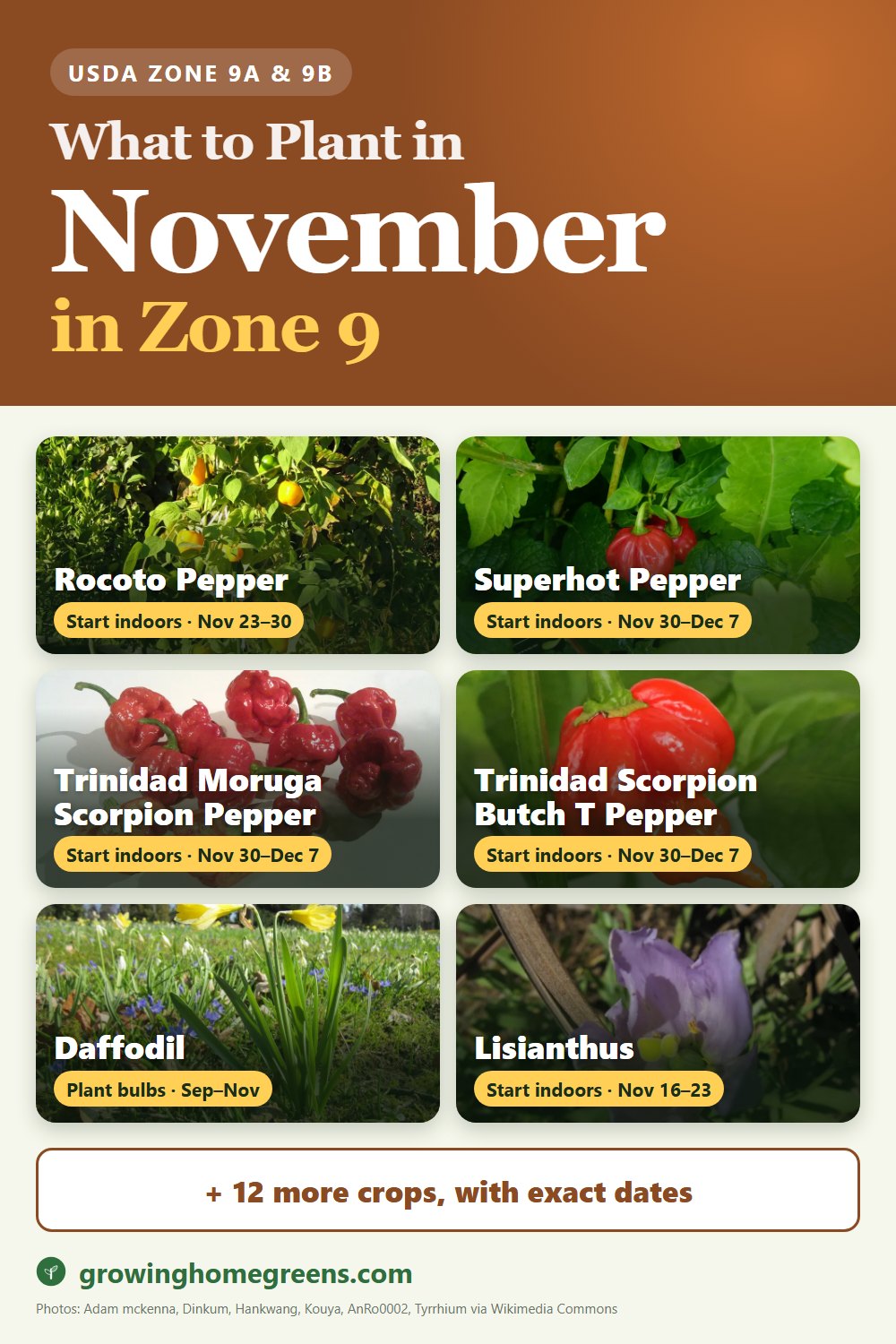 What to plant in November in zone 9: rocoto pepper, superhot pepper (Ghost, Reaper, Scorpion), Trinidad Moruga Scorpion pepper, Trinidad Scorpion Butch T pepper and more