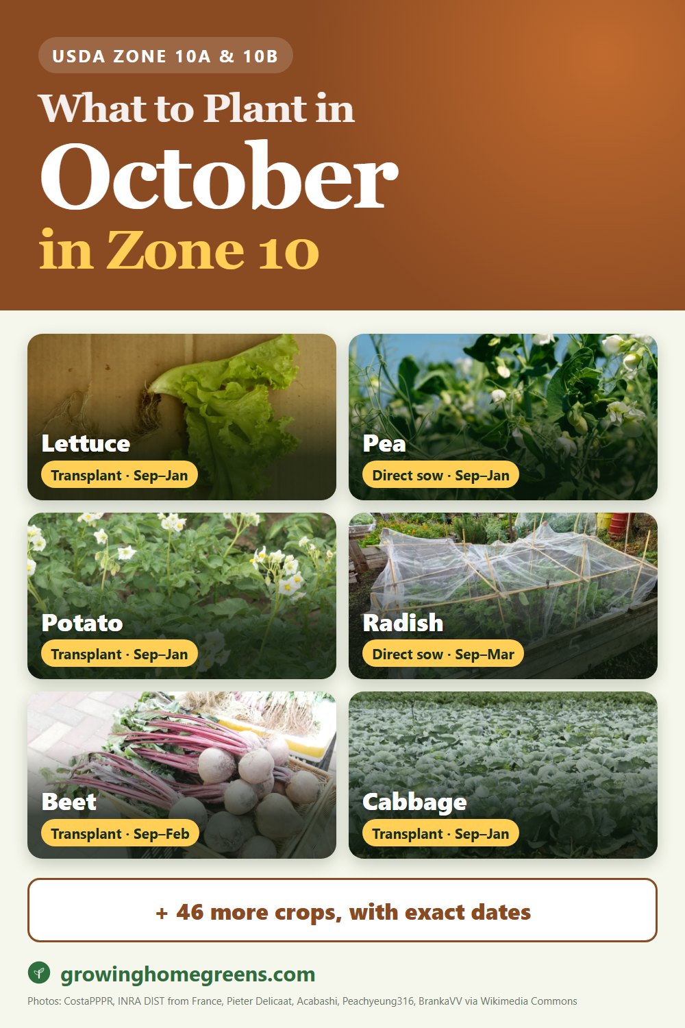 What to plant in October in zone 10: lettuce, pea, potato, radish and more
