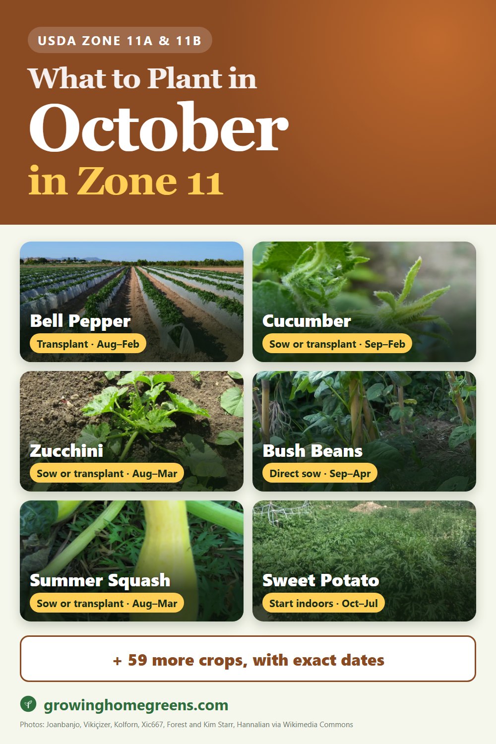 What to plant in October in zone 11: bell pepper, cucumber, zucchini, bush beans and more