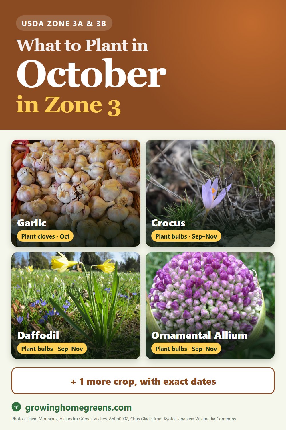 What to plant in October in zone 3: garlic, crocus, daffodil (narcissus), ornamental allium and more