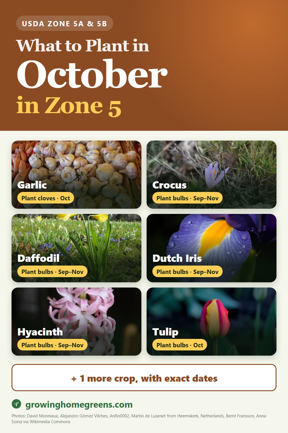 What to plant in October in zone 5: garlic, crocus, daffodil (narcissus), Dutch iris and more