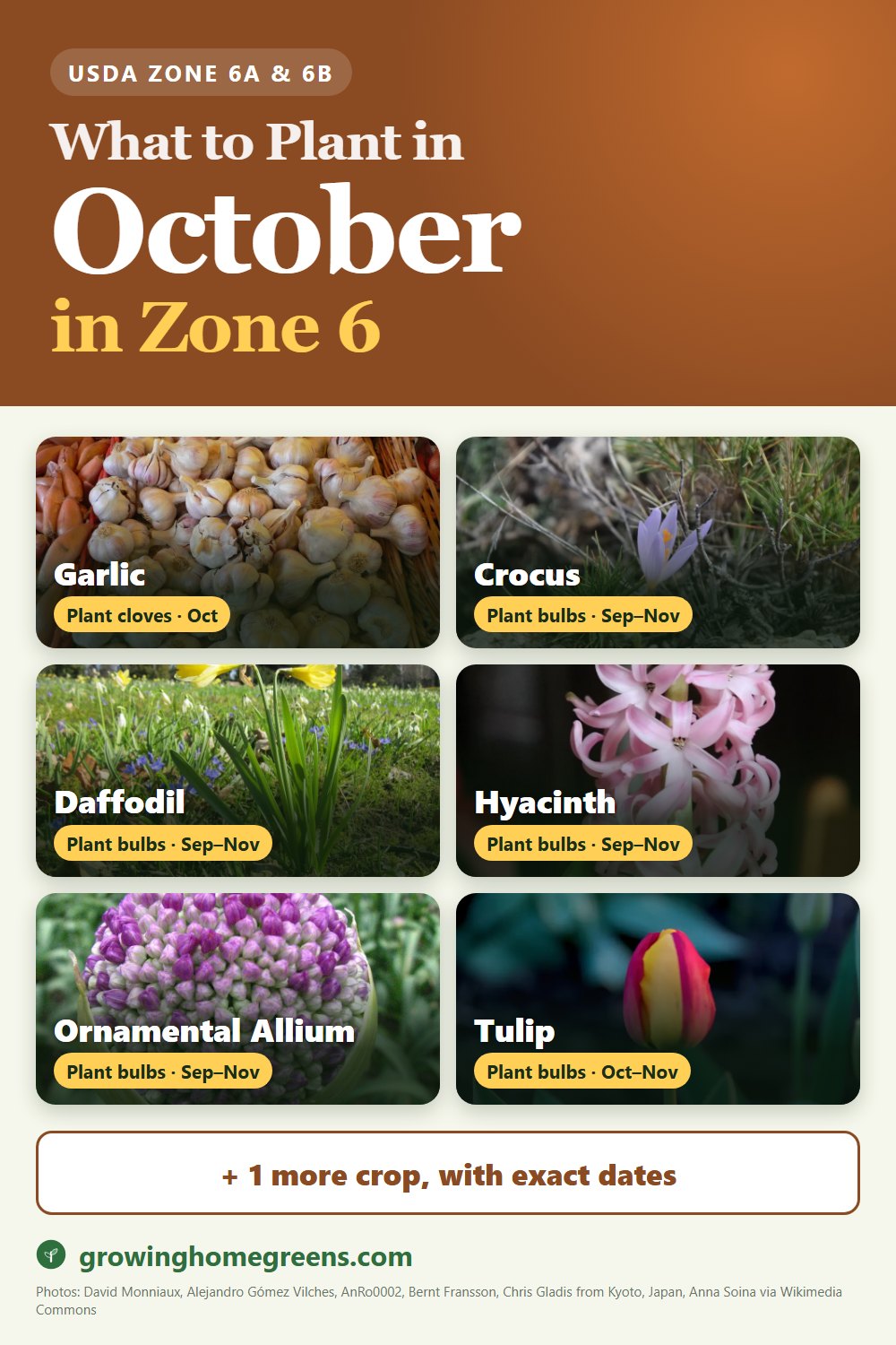 What to plant in October in zone 6: garlic, crocus, daffodil (narcissus), hyacinth and more