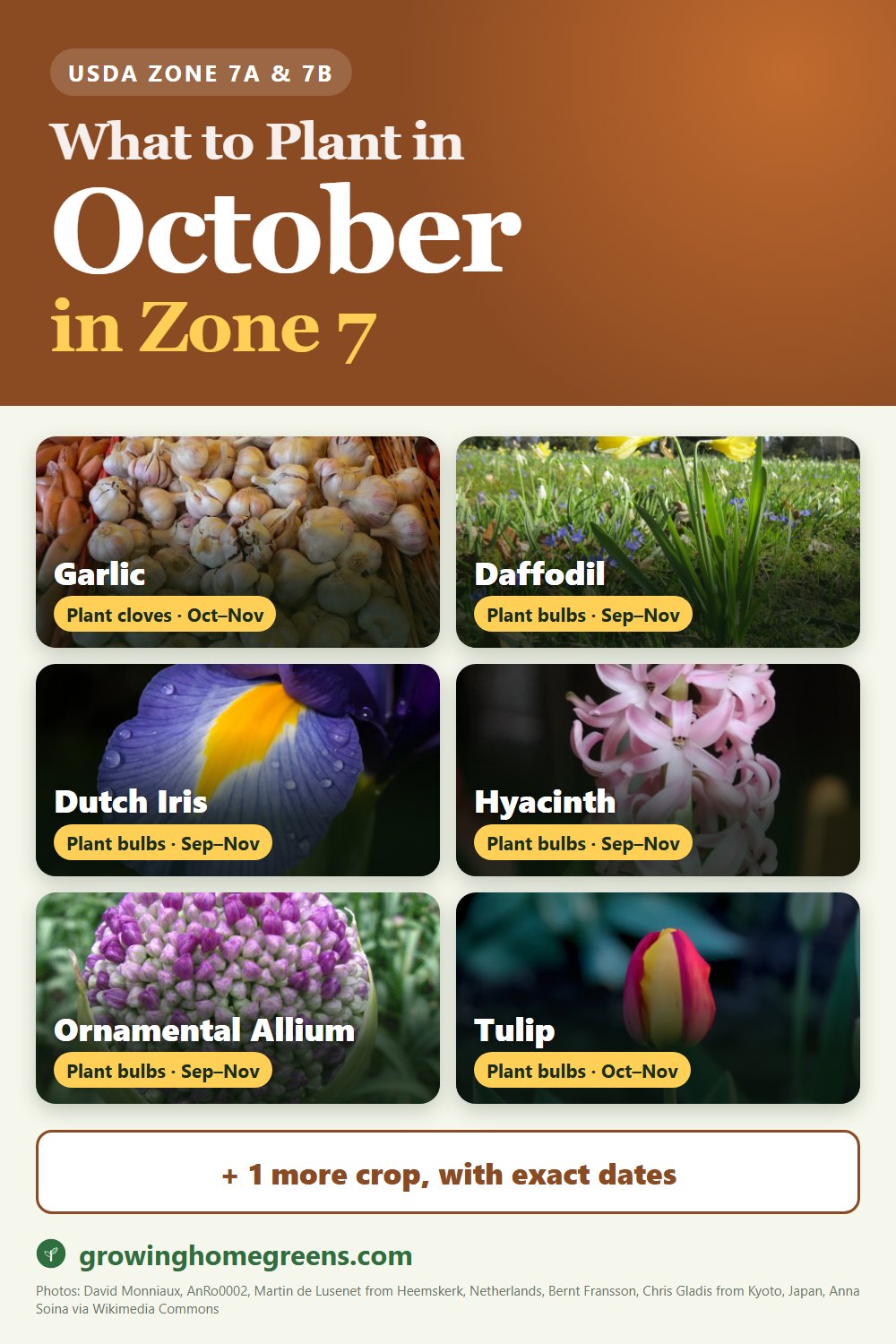 What to plant in October in zone 7: garlic, daffodil (narcissus), Dutch iris, hyacinth and more