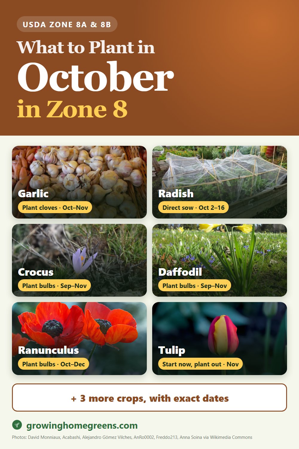 What to plant in October in zone 8: garlic, radish, crocus, daffodil (narcissus) and more