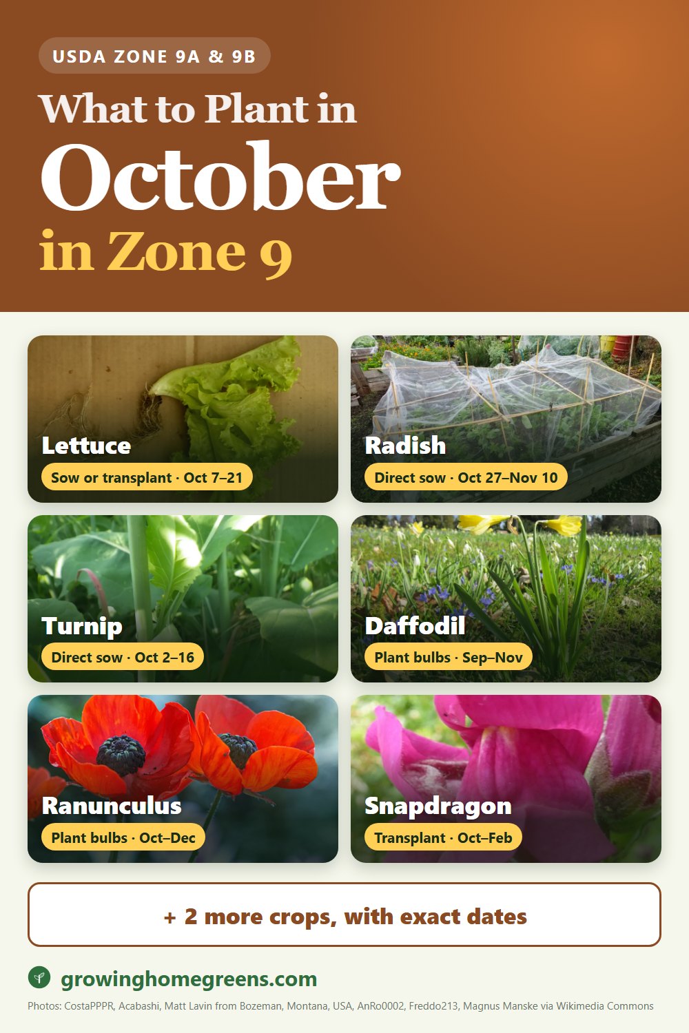 What to plant in October in zone 9: lettuce, radish, turnip, daffodil (narcissus) and more