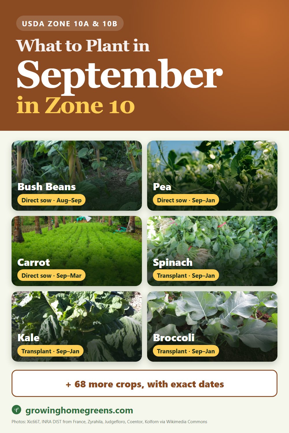 What to plant in September in zone 10: bush beans, pea, carrot, spinach and more