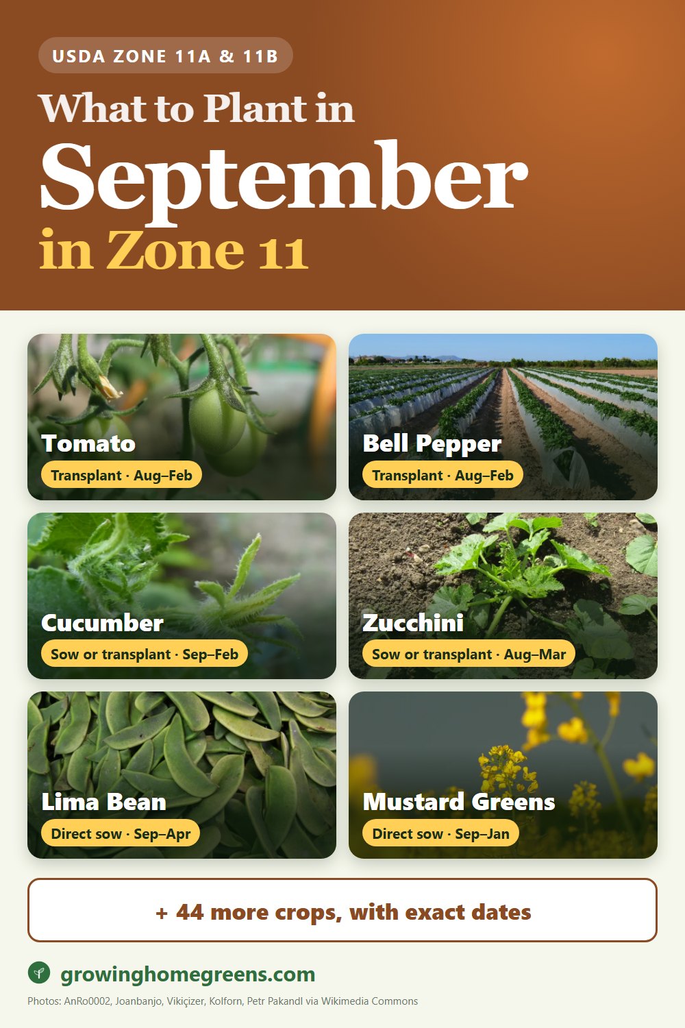 What to plant in September in zone 11: tomato, bell pepper, cucumber, zucchini and more