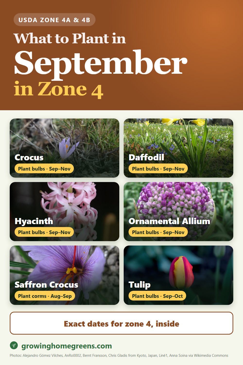 What to plant in September in zone 4: crocus, daffodil (narcissus), hyacinth, ornamental allium and more