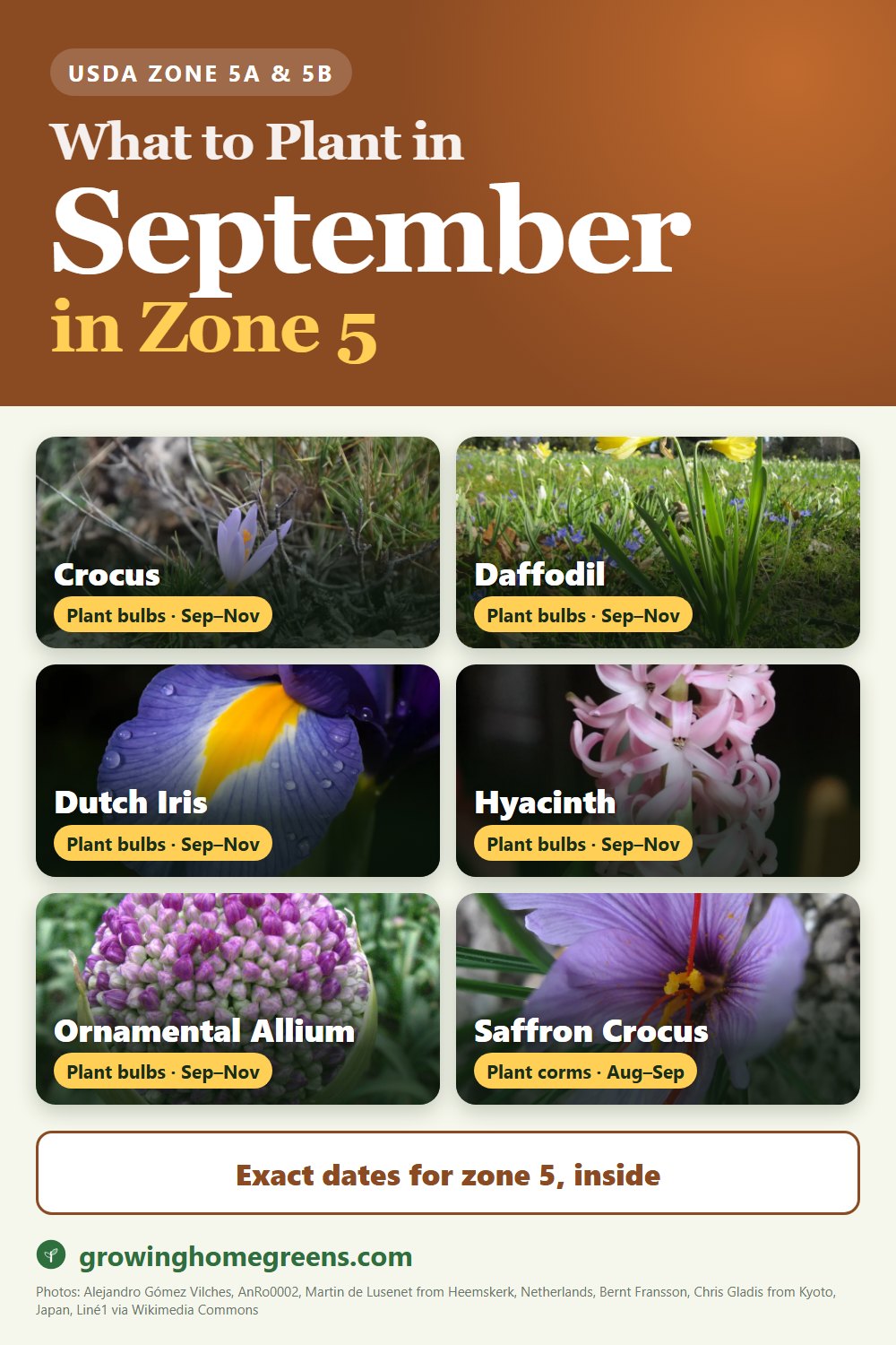 What to plant in September in zone 5: crocus, daffodil (narcissus), Dutch iris, hyacinth and more