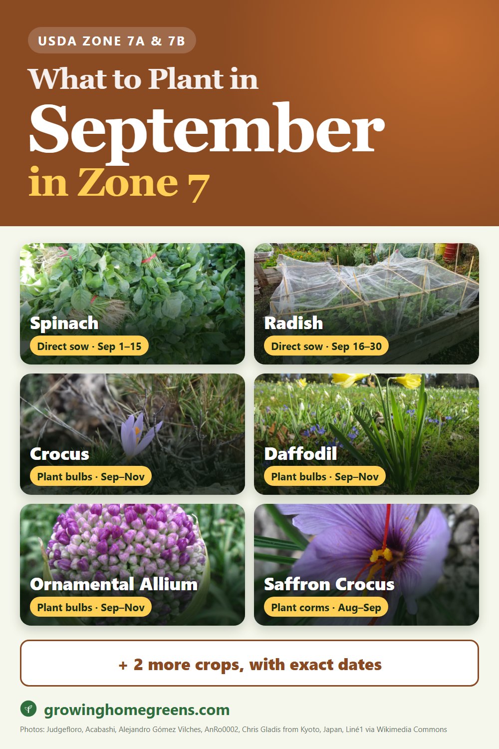 What to plant in September in zone 7: spinach, radish, crocus, daffodil (narcissus) and more